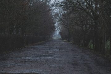 a spooky forest scene to represent a horror trope