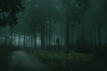 a dark and spooky forest to represent jump scares