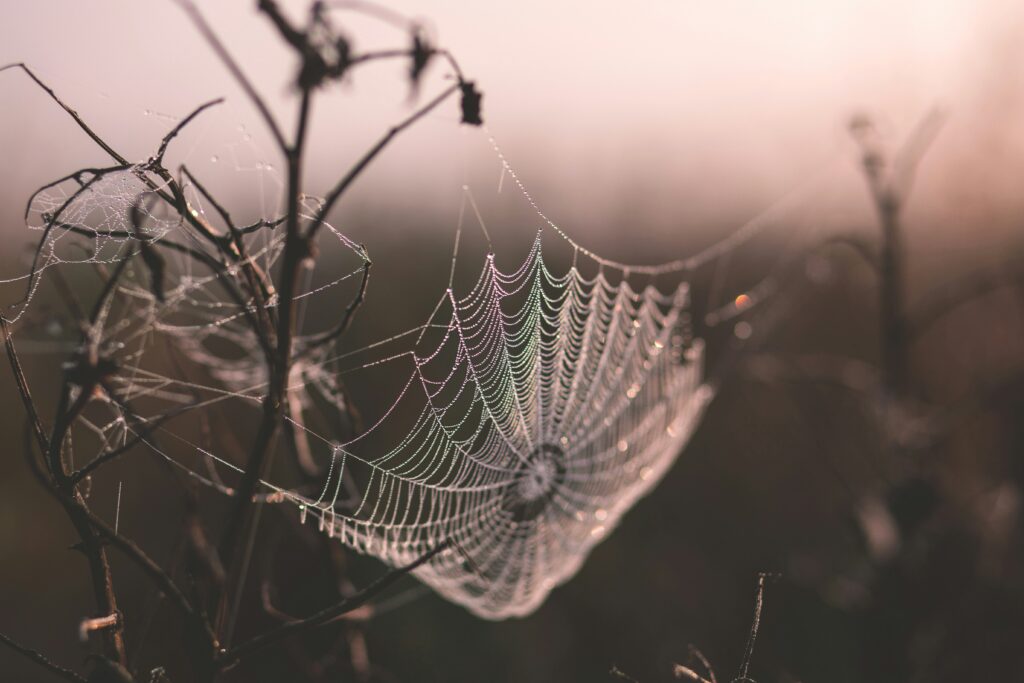 a spooky spider web to represent horror story writing prompts