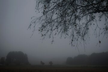 a forest scene to represent horror story writing prompts