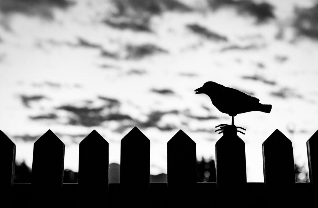 an image of a black crow against a dark sky to represent how to write cosmic horror