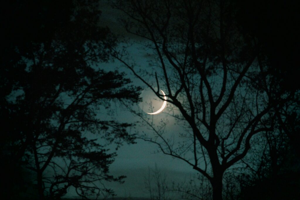 an image of the moon in the trees to represent how to write cosmic horror